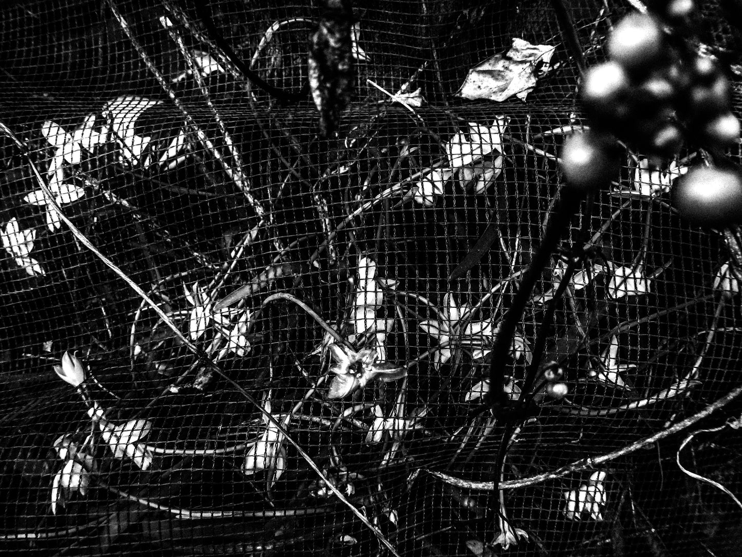 東京スナップTシャツ "Sardine Harves"