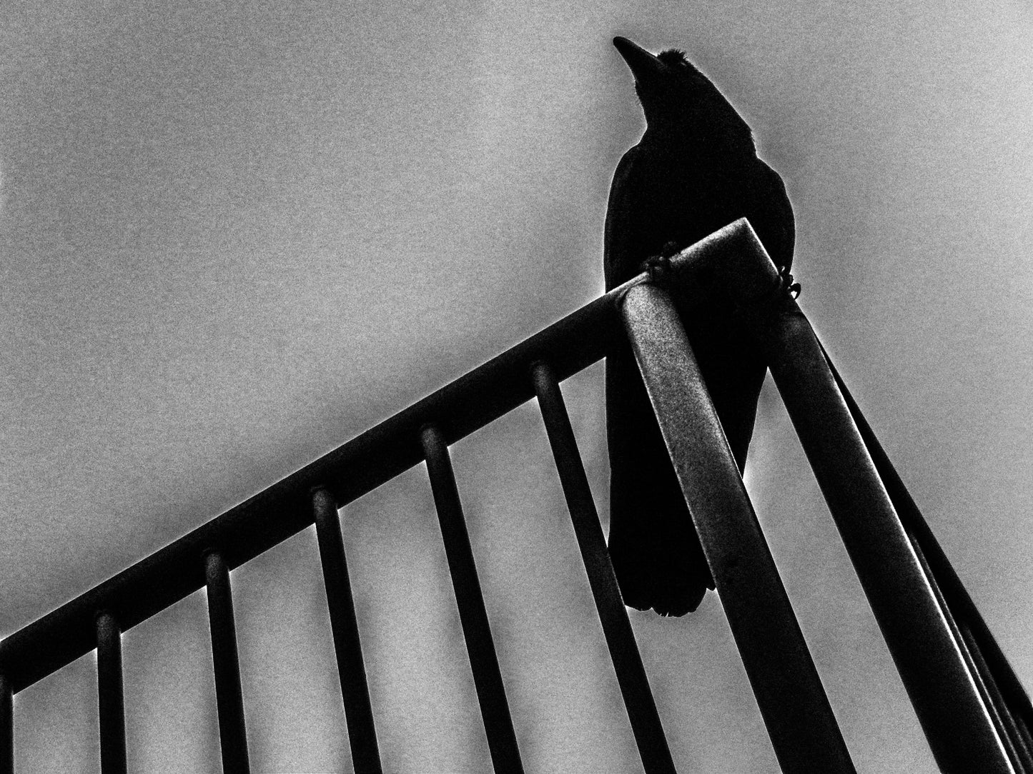 東京スナップTシャツ "Flock"