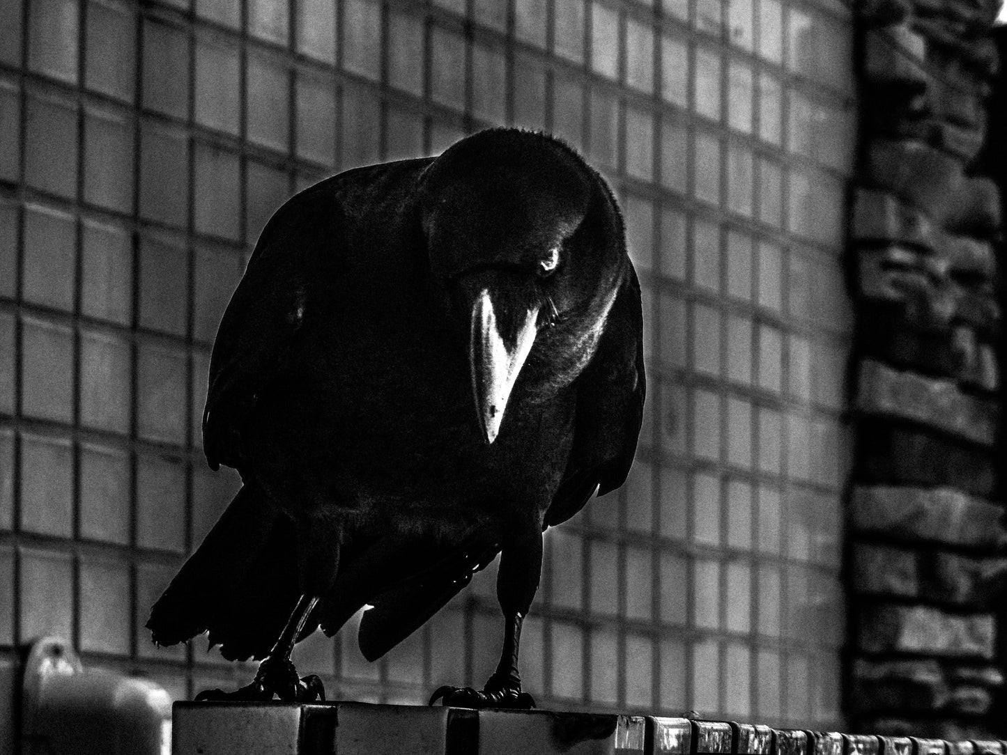 東京スナップTシャツ "Raven"