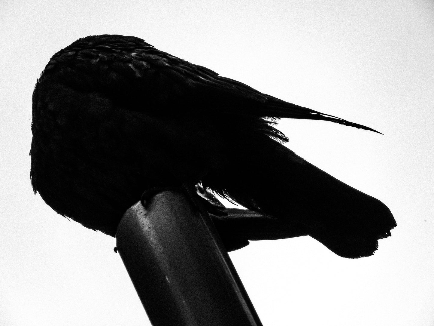 東京スナップTシャツ "You get what you pay for"