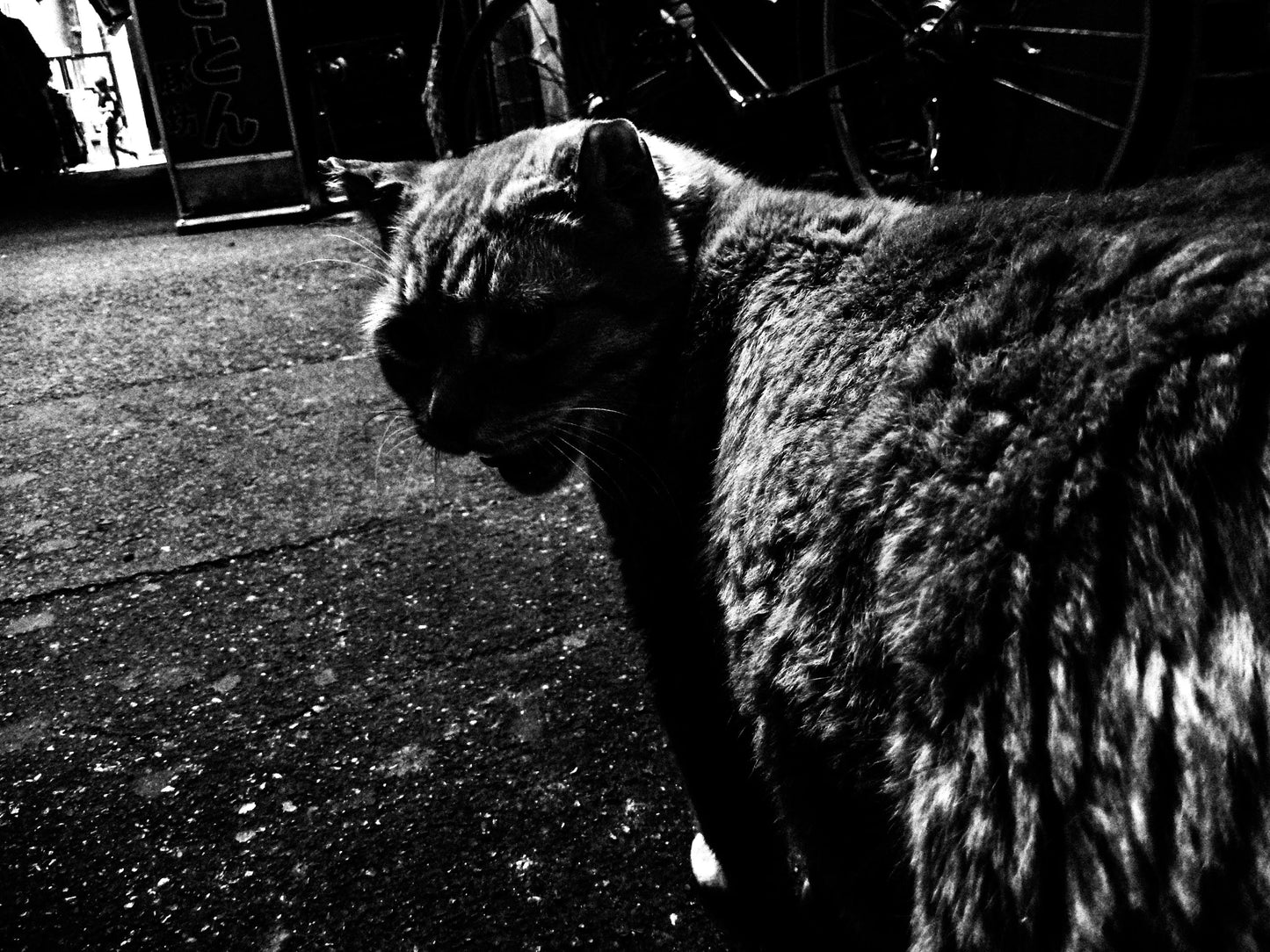 東京スナップTシャツ "Different Cat"