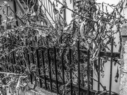 誰も美しいと思わなくても