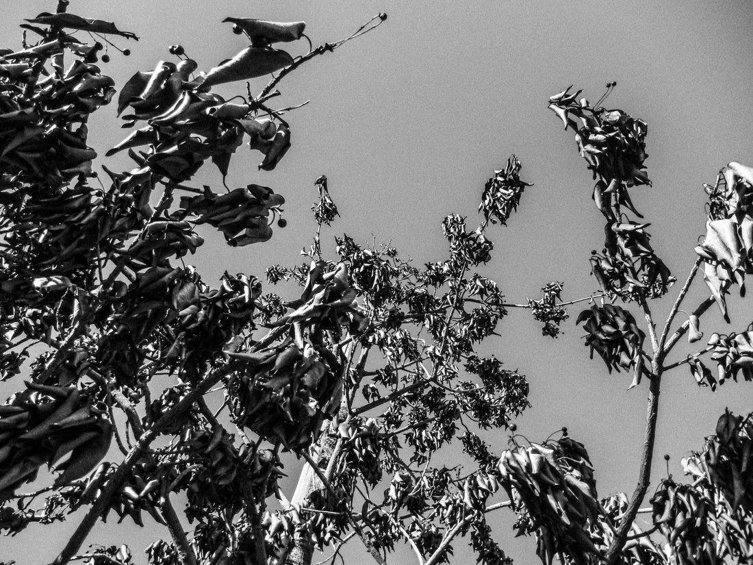 大きいカメラと小さいカメラ